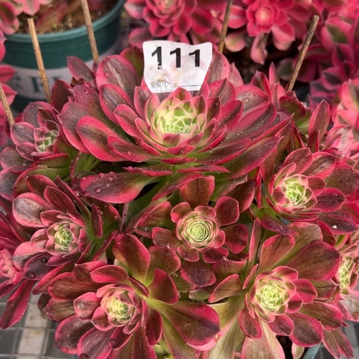 111海王有断枝20厘米左右