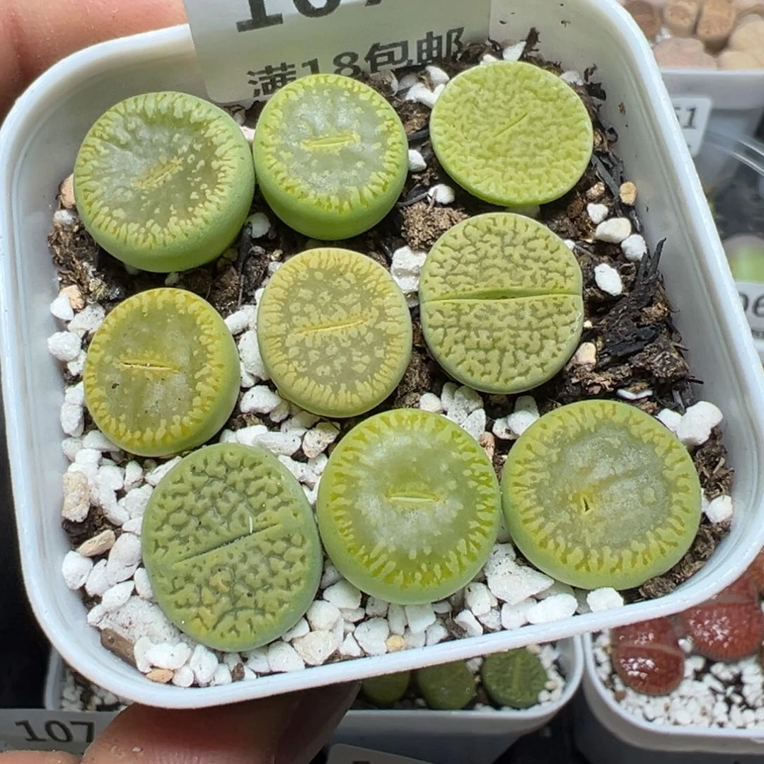 【闪购商品】 1076。