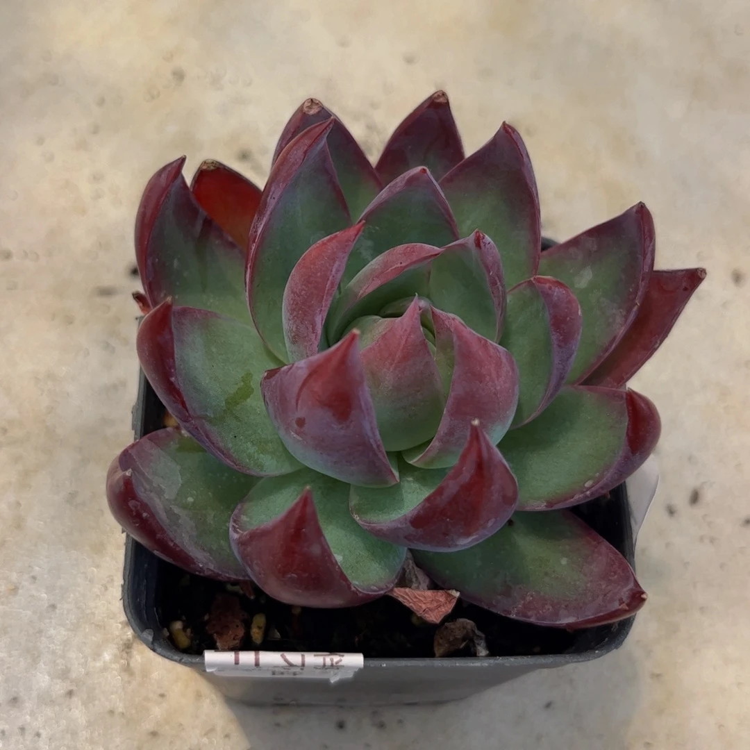 670-惊鸿仙子多肉6cm