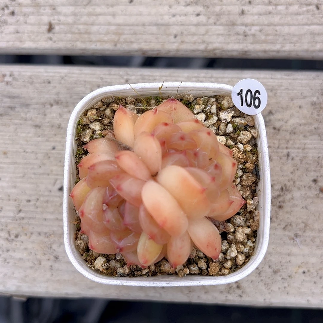 一物一拍孤品多肉106