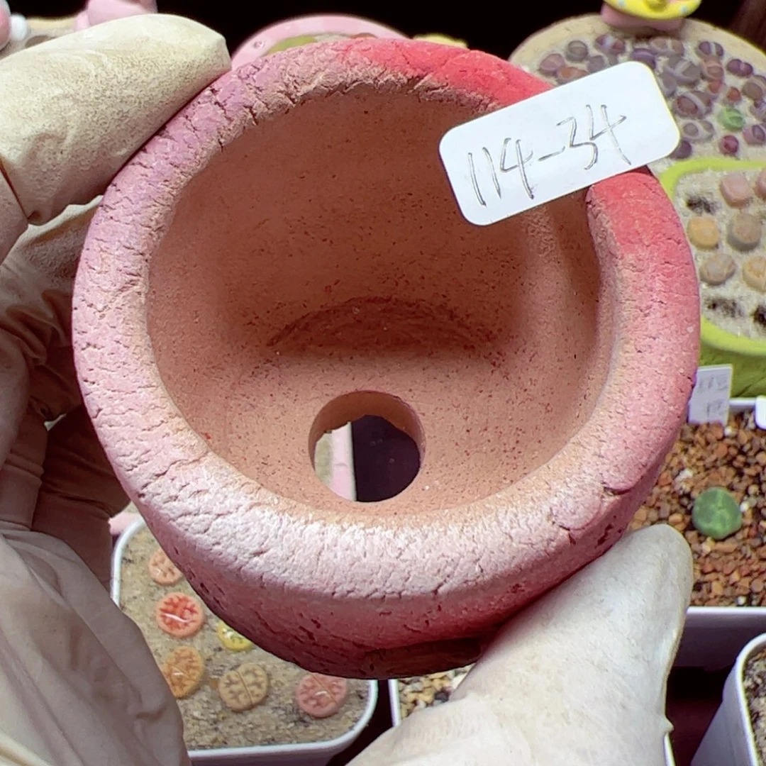 ୧**114 优秀的肉肉34