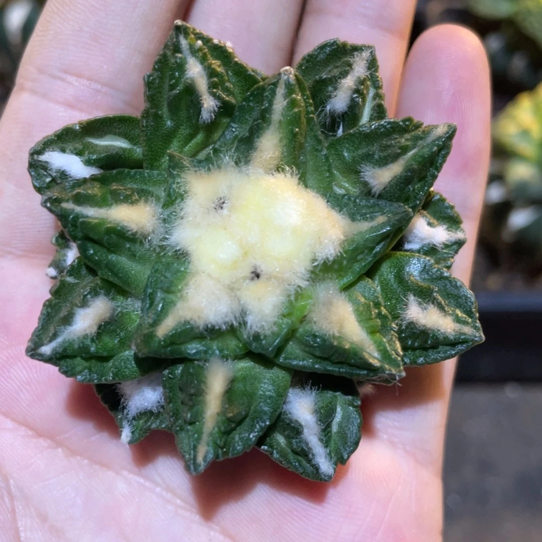 无根775 仙人球开花