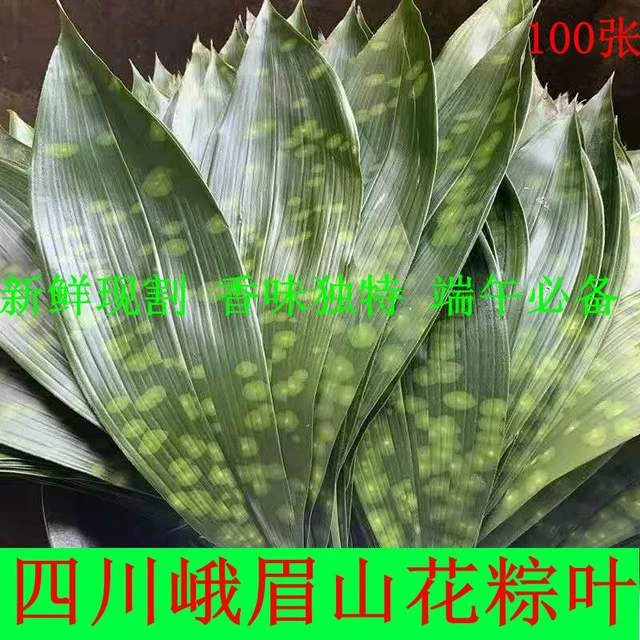 新鲜粽叶：特大号花粽叶热卖特大四川峨眉山新鲜粽子叶花色随机发