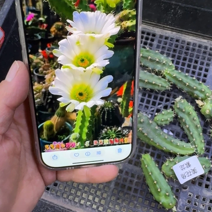 323白美花角无根侧牙小一个，20包邮