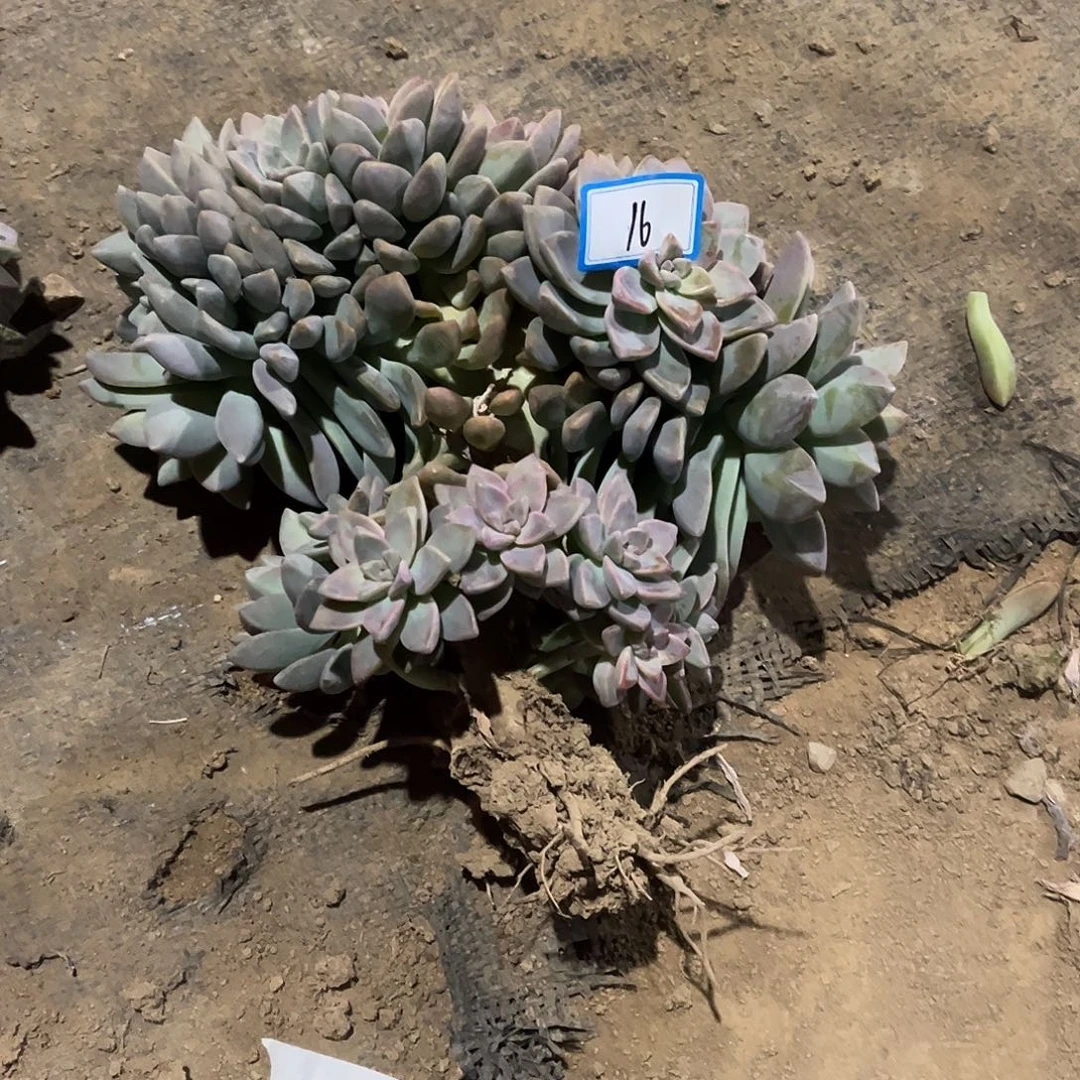 时***茵16号淡雪缀化一物一拍