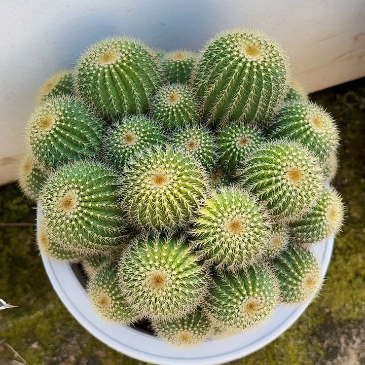 完全开放金冠裸根19cm