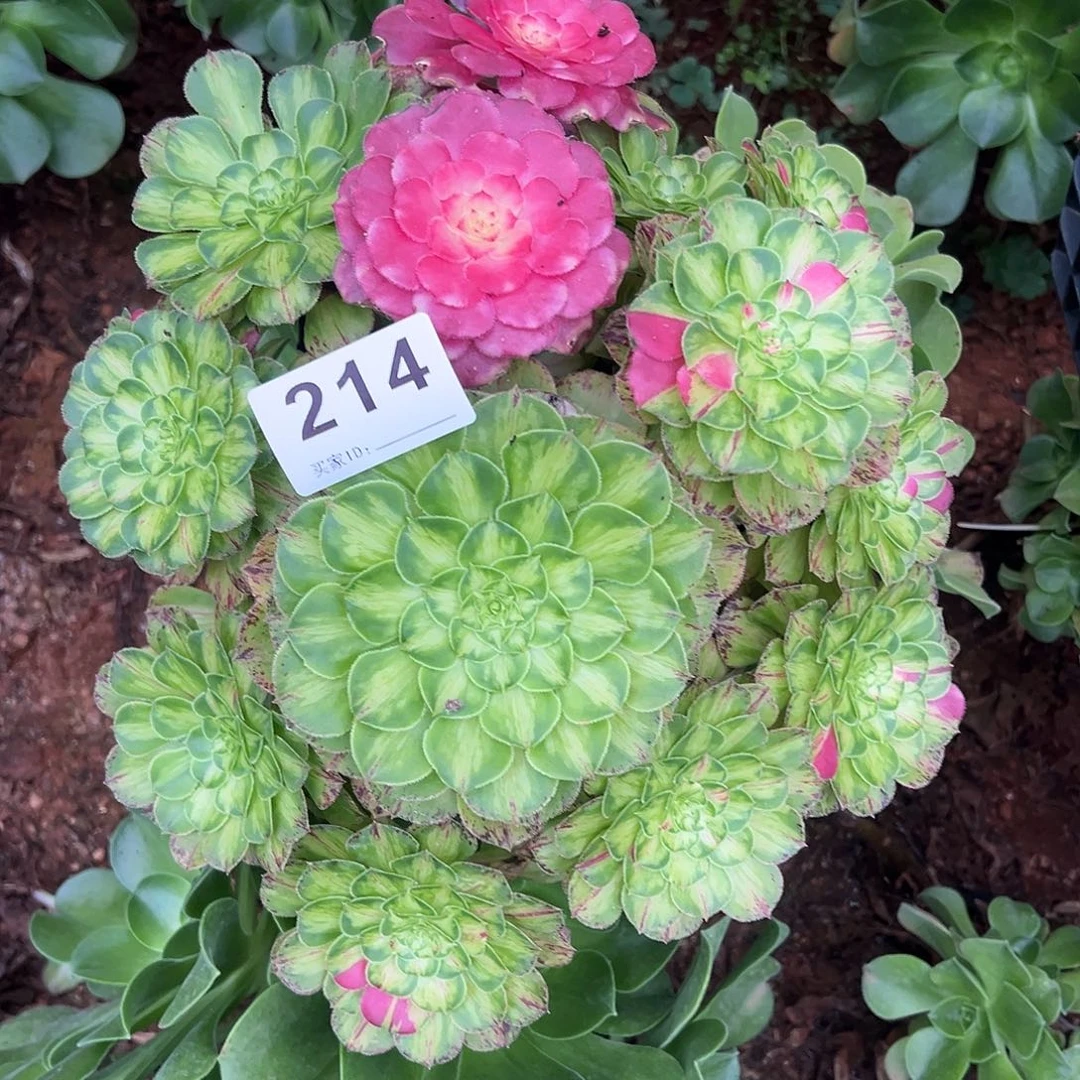 精品多肉植物214知否