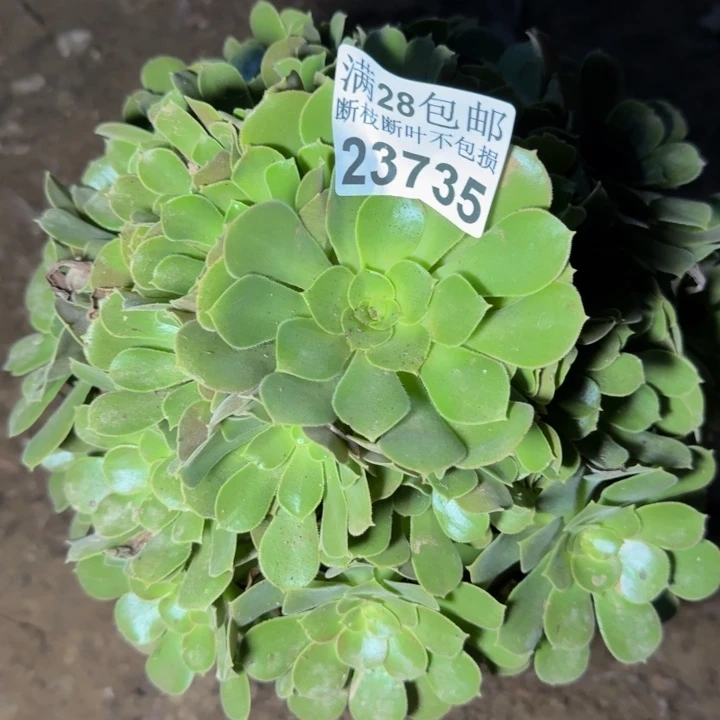 23735流星雨多肉植物