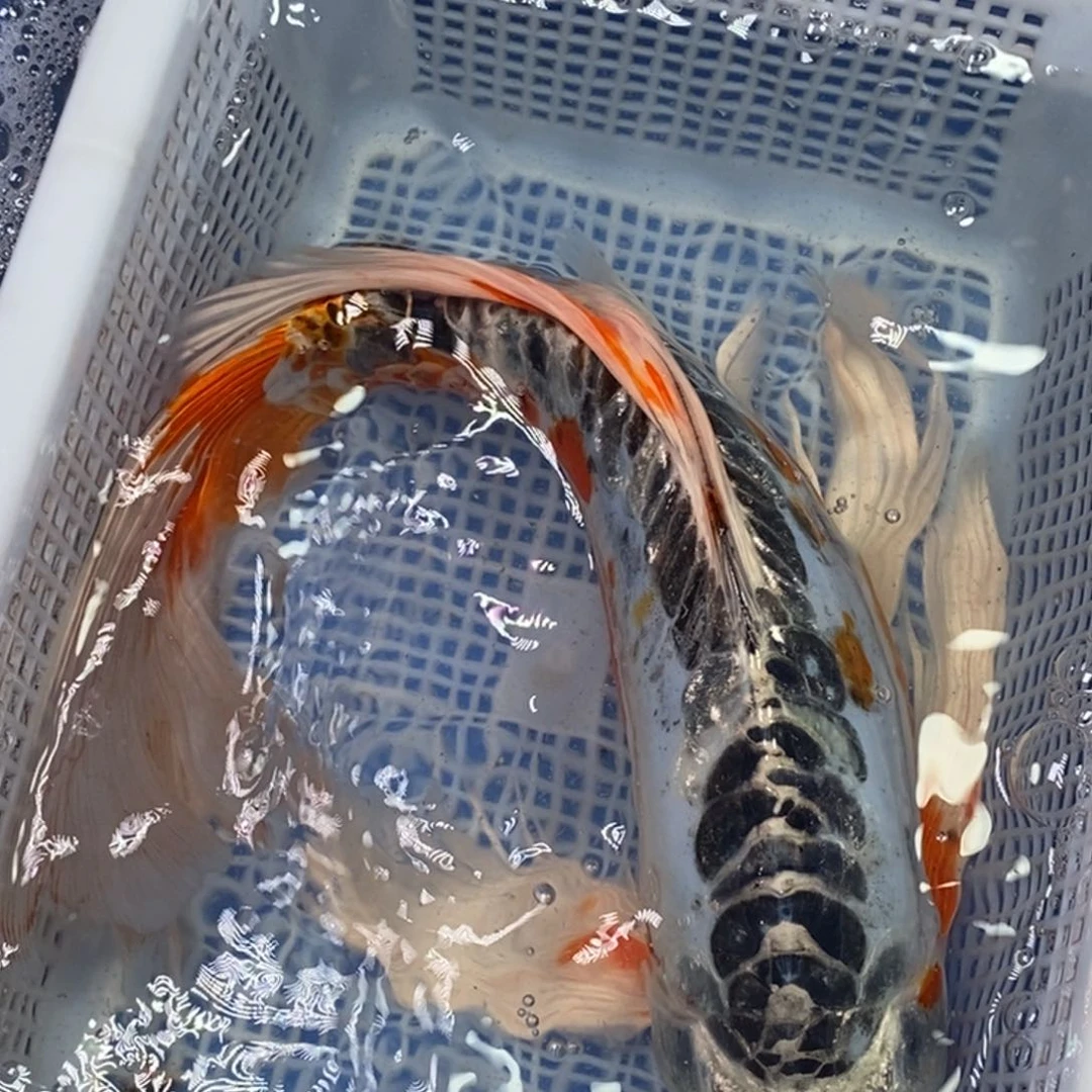锦鲤冷水锦鲤包邮
