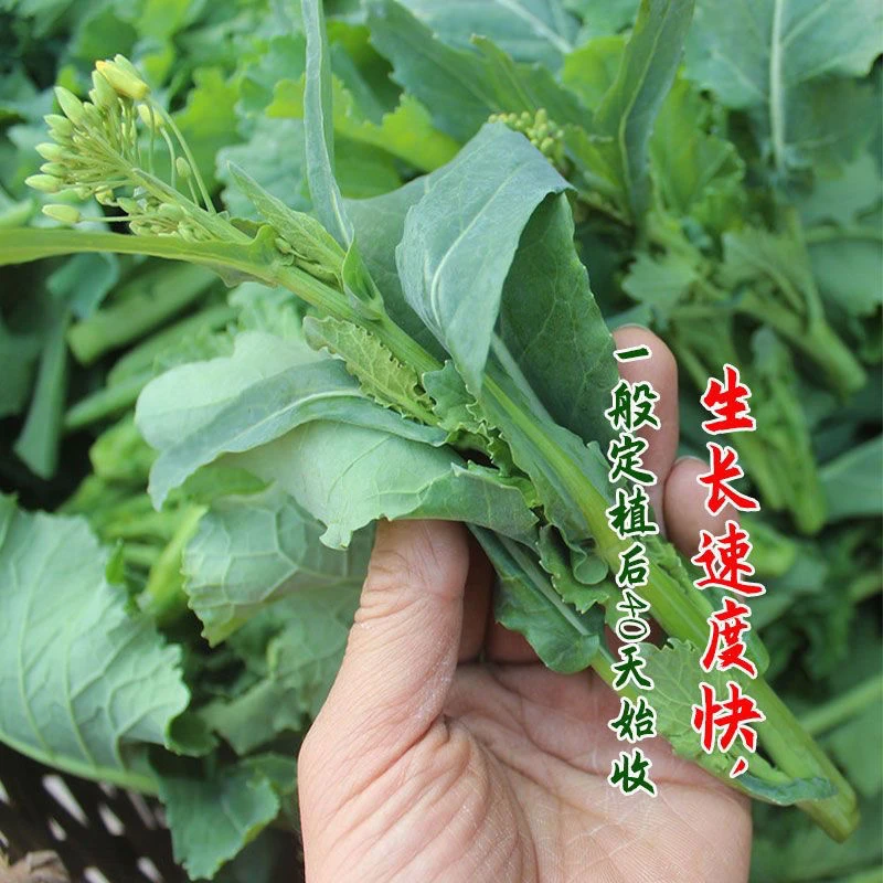 四季油菜苔种子蔬菜改良苔油菜泡沫阳台小院种植菜籽高产春季爆品