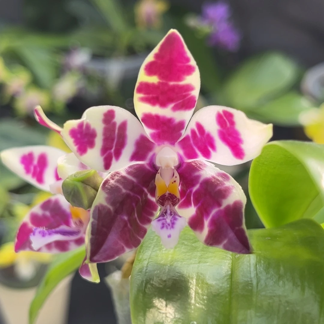 完全开放2.5寸3667开花株