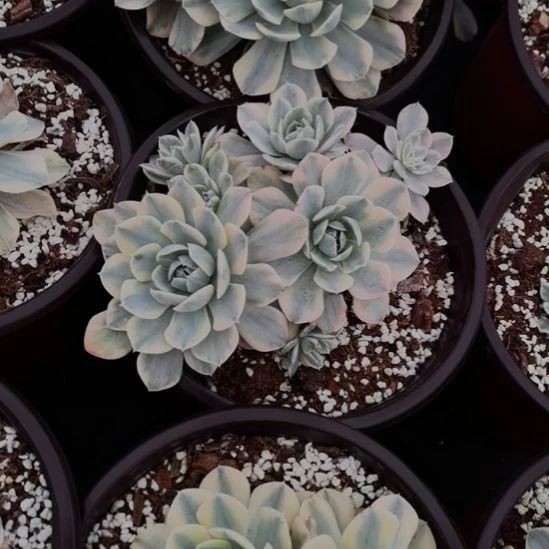 鲁锦（拟石莲科的）