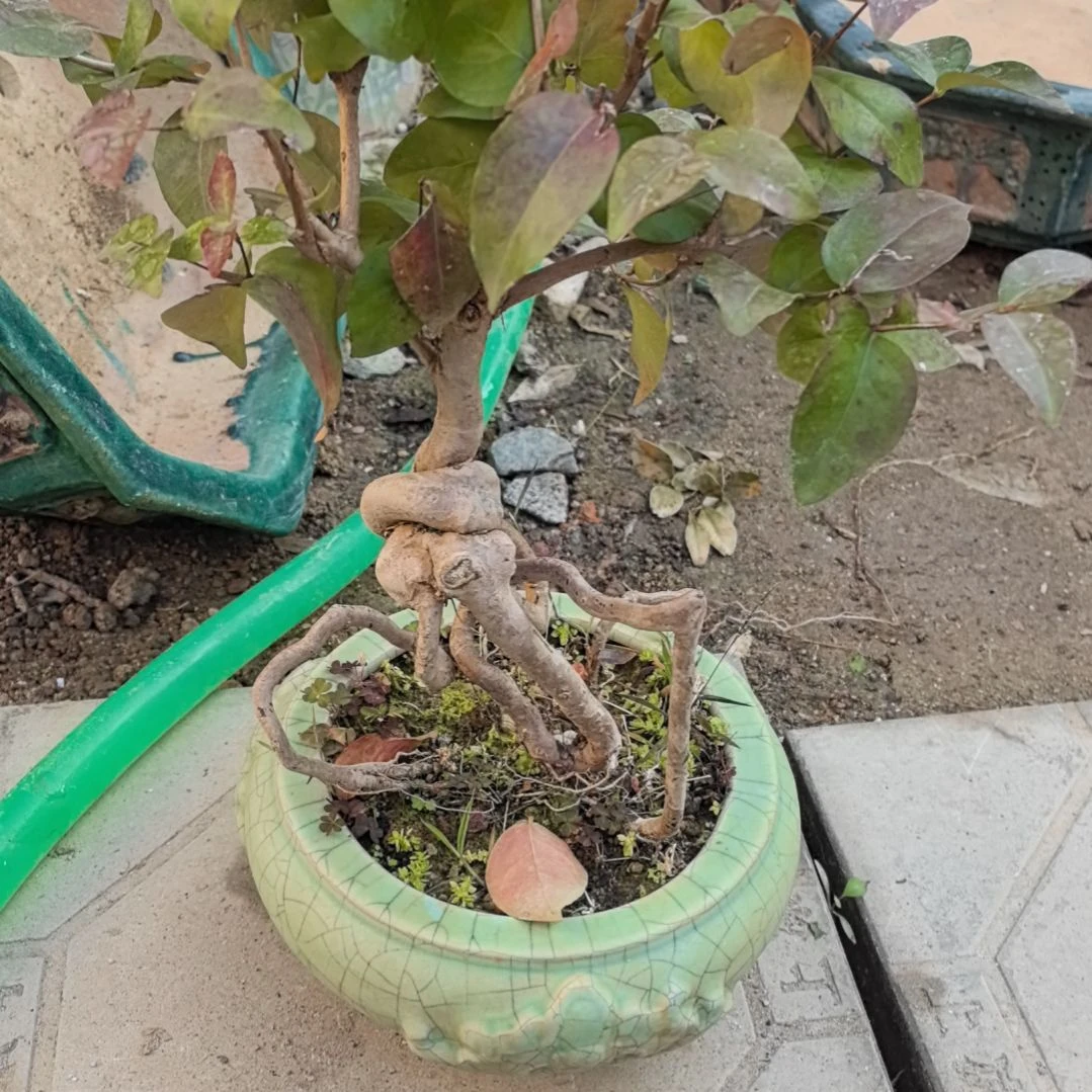 青花瓷用****6巴西红果带盆包邮