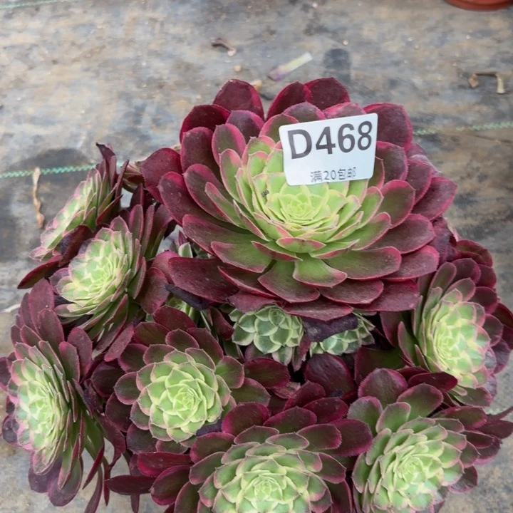 瑞妈多肉植物468