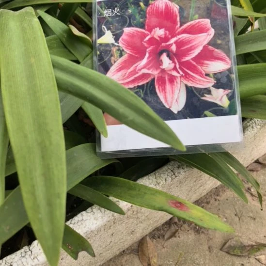 当前无花栽培后可以开花烟火小球带盆发货