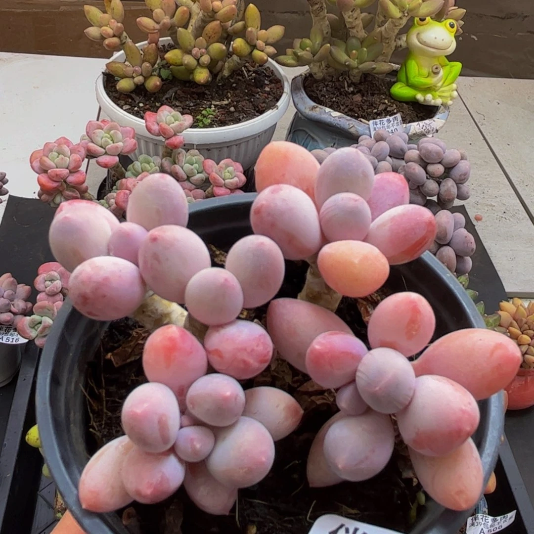 544/8cm香水手指多肉植物