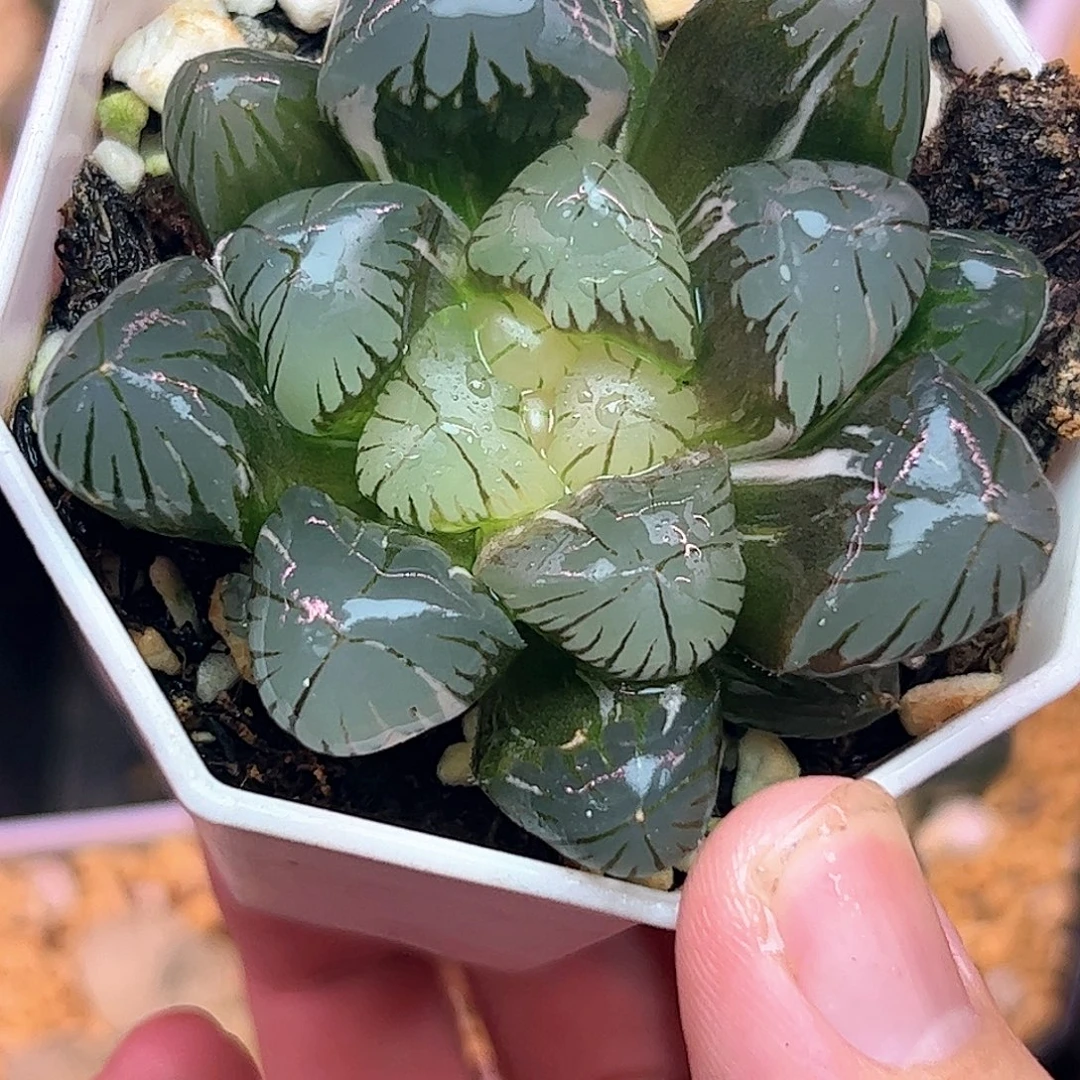 地泉锦巨大化六公分