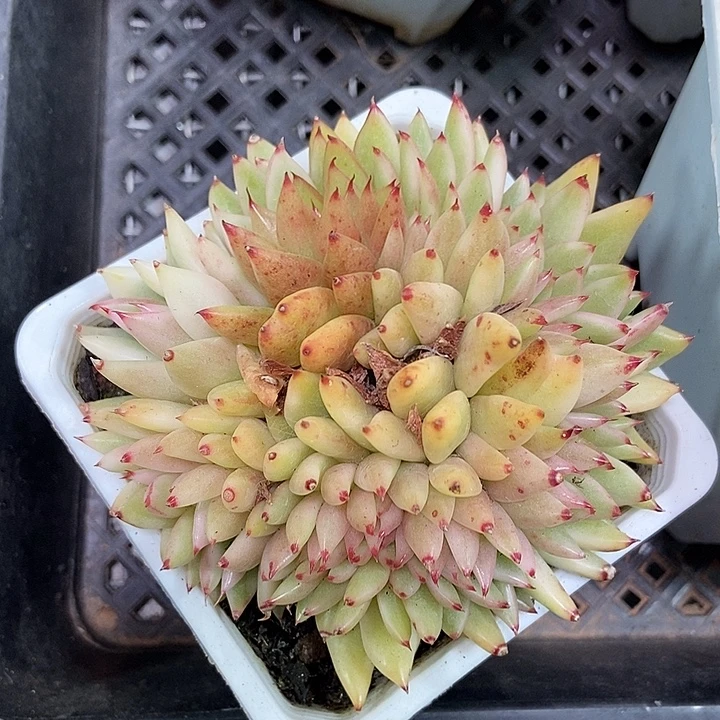 不知名东云锦缀化