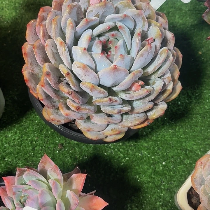 尛****丽娟花卉梦露单头