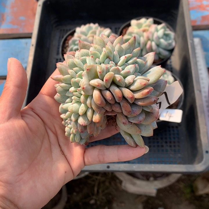 骑***姨12637缀嗯嗯嗯嗯嗯嗯好喜欢