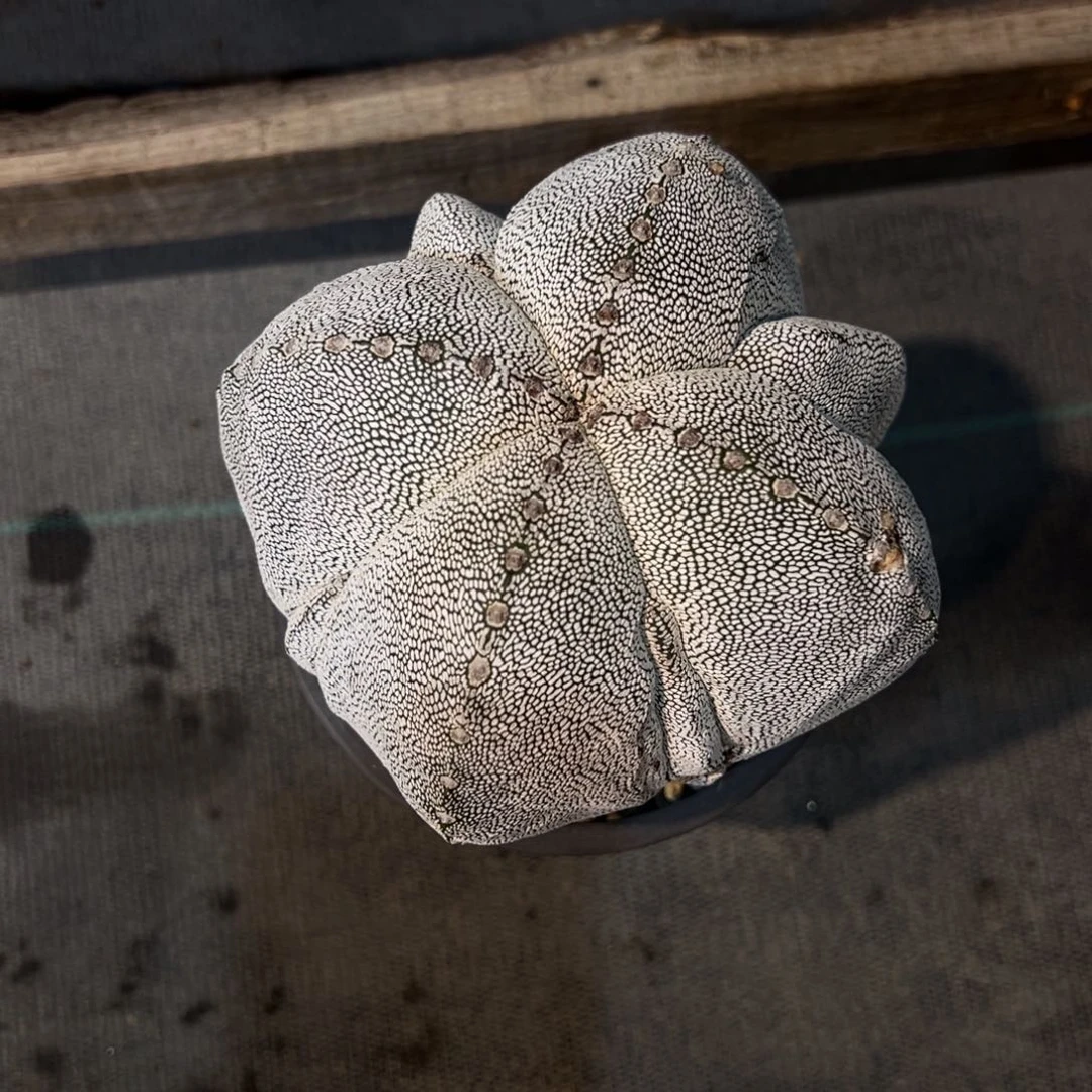 D***s恩冢仙人球脱土发货