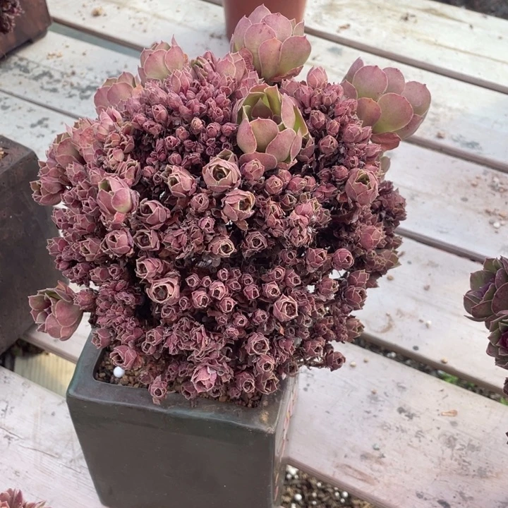 多肉葡萄等经济果品中具有优良