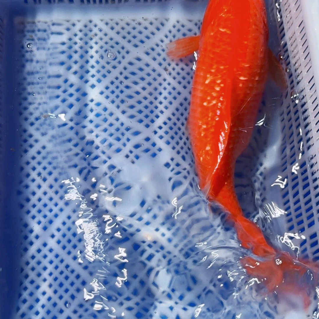锦鲤精品锦鲤包邮包损