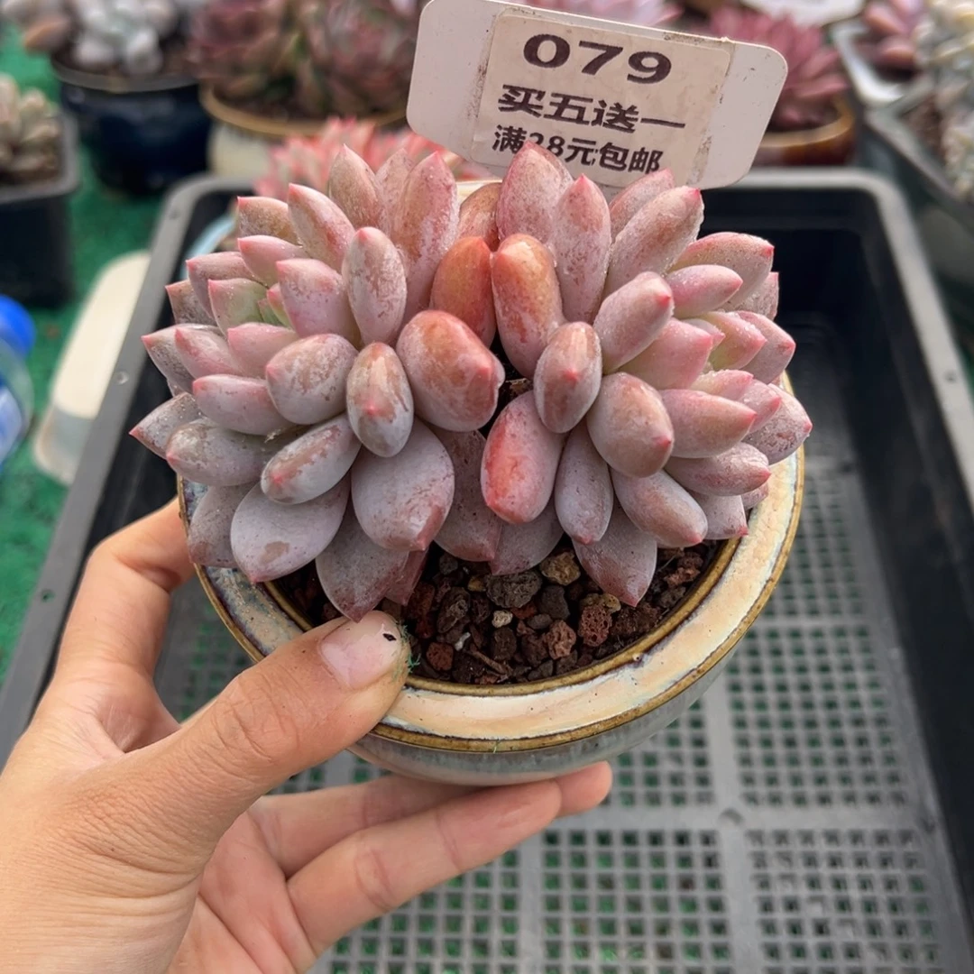 表妹精品多肉植物079.