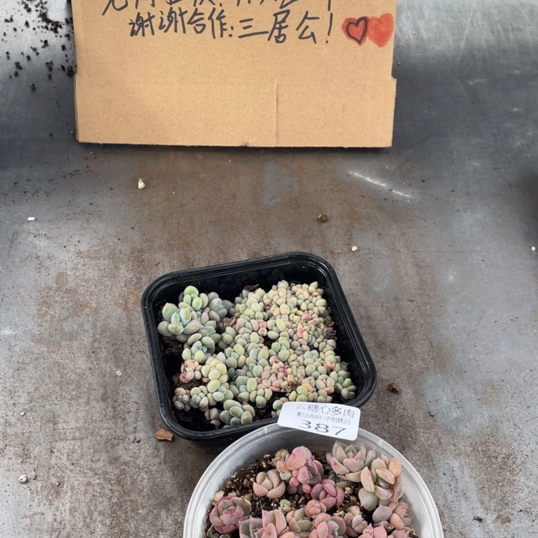 云糖心多肉植物387