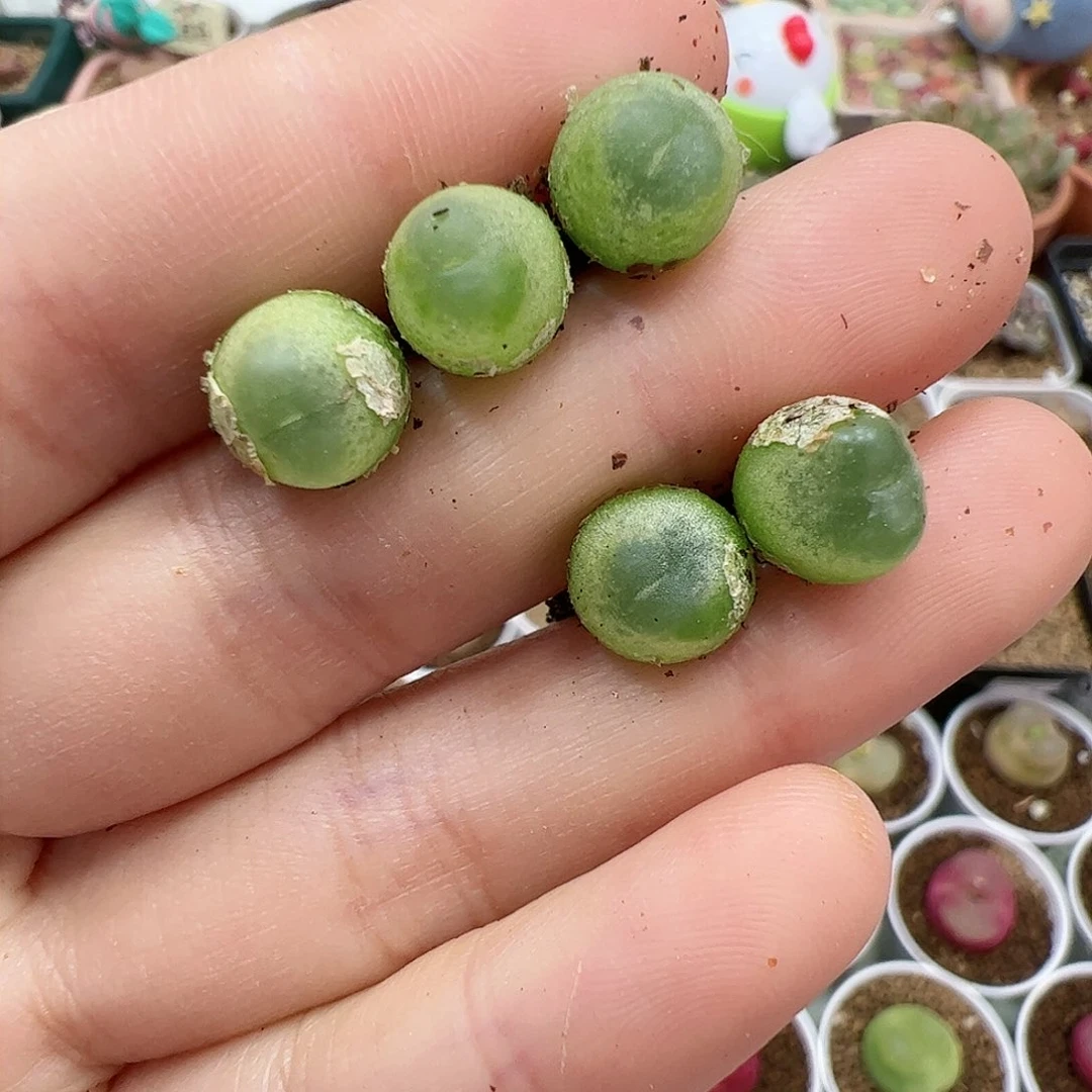 【闪购商品】67 紫皮拉登