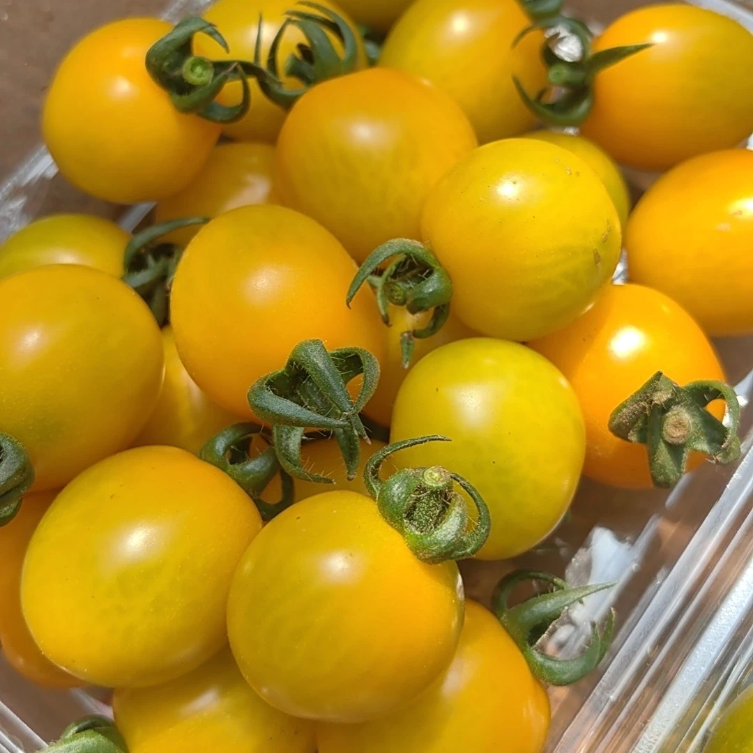 三色爆汁小番茄，不打药不催熟，现摘现发