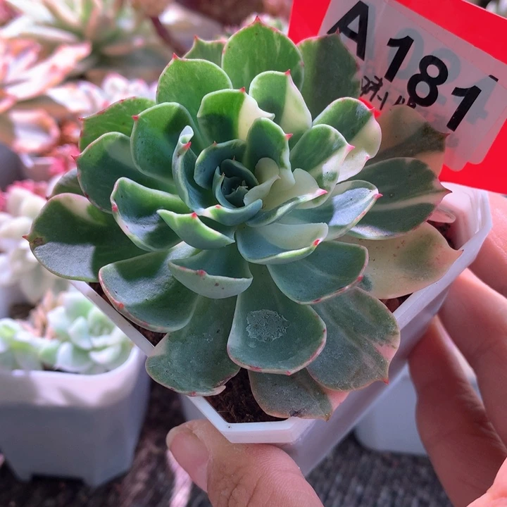 海啸拉丝锦有根有