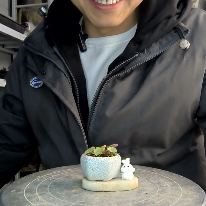 音*?小盆景小植物一物一拍139