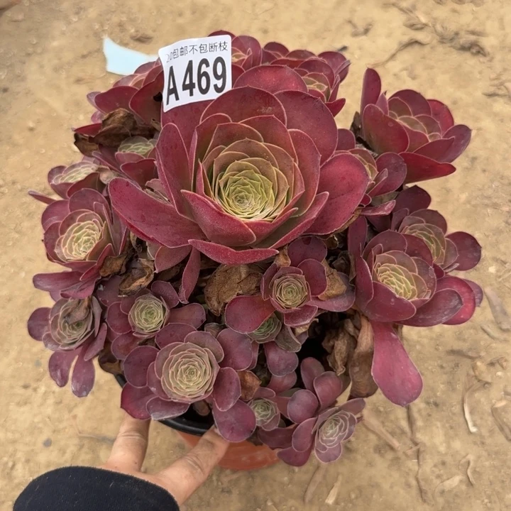 魅金……多肉植物……