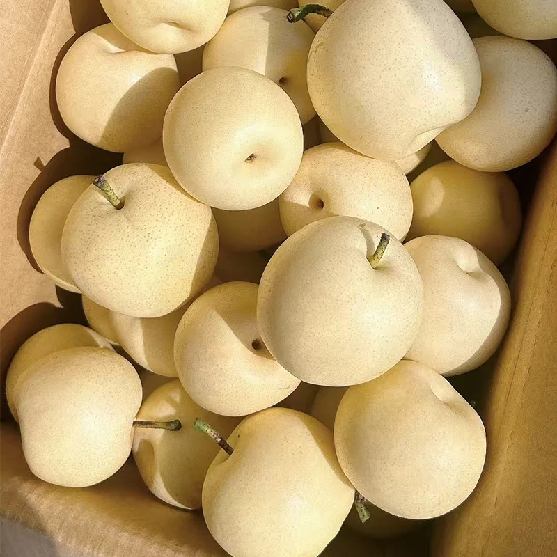 砀山精选白皇冠冰糖梨当季清甜多汁单果200g+净重5斤包邮