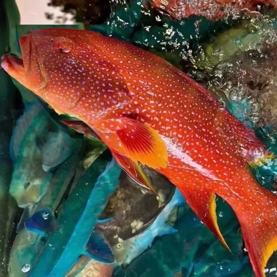 野生海东星燕尾斑