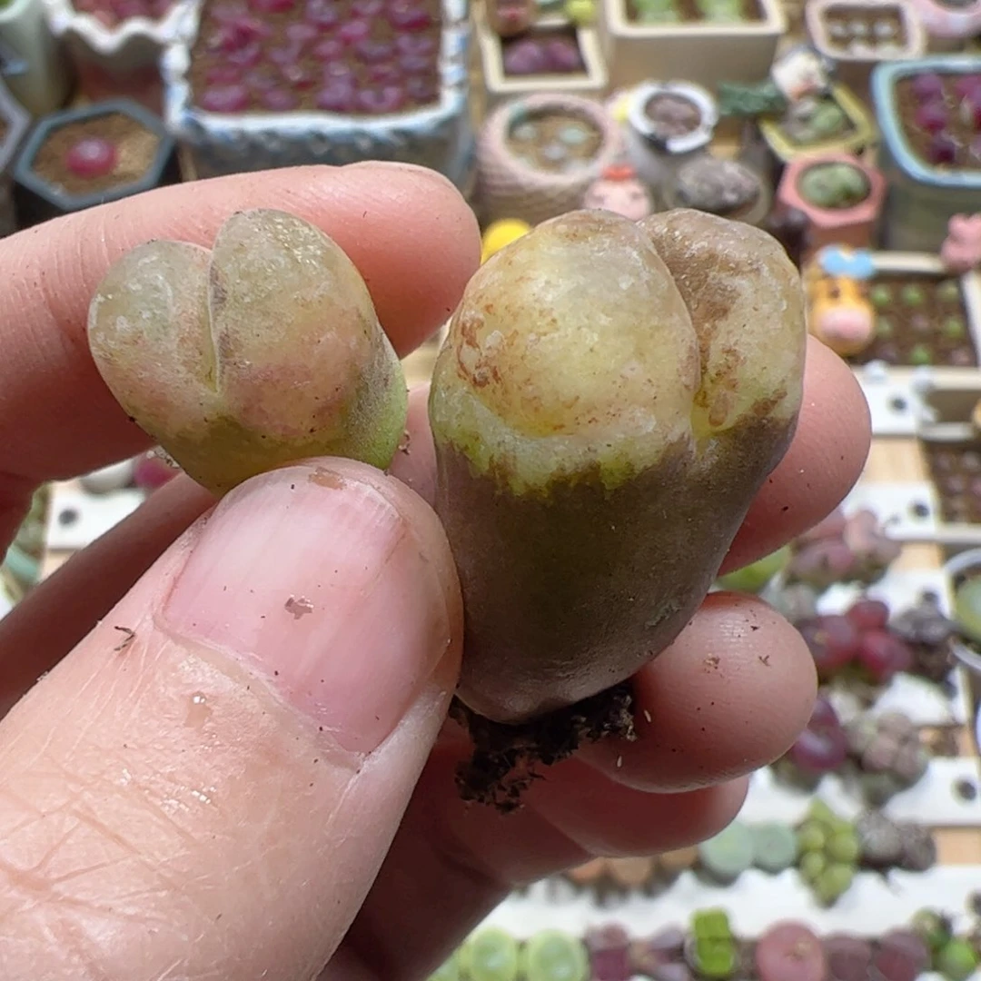 【闪购商品】一****女212 风铃