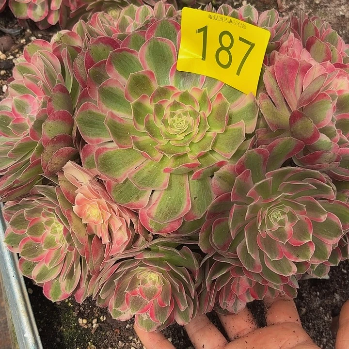 多肉植物福利来187个