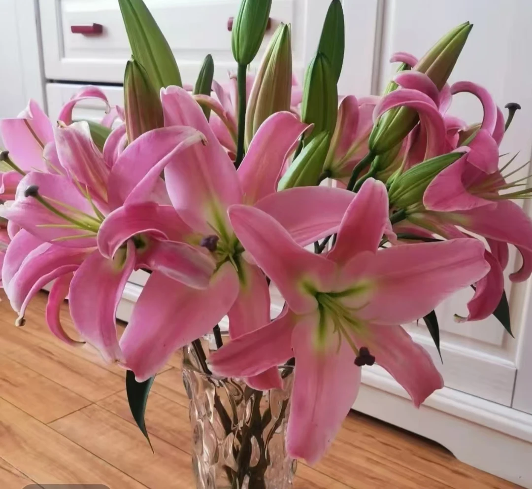 【普拉芬多】东北香水百合鲜花顺丰包邮