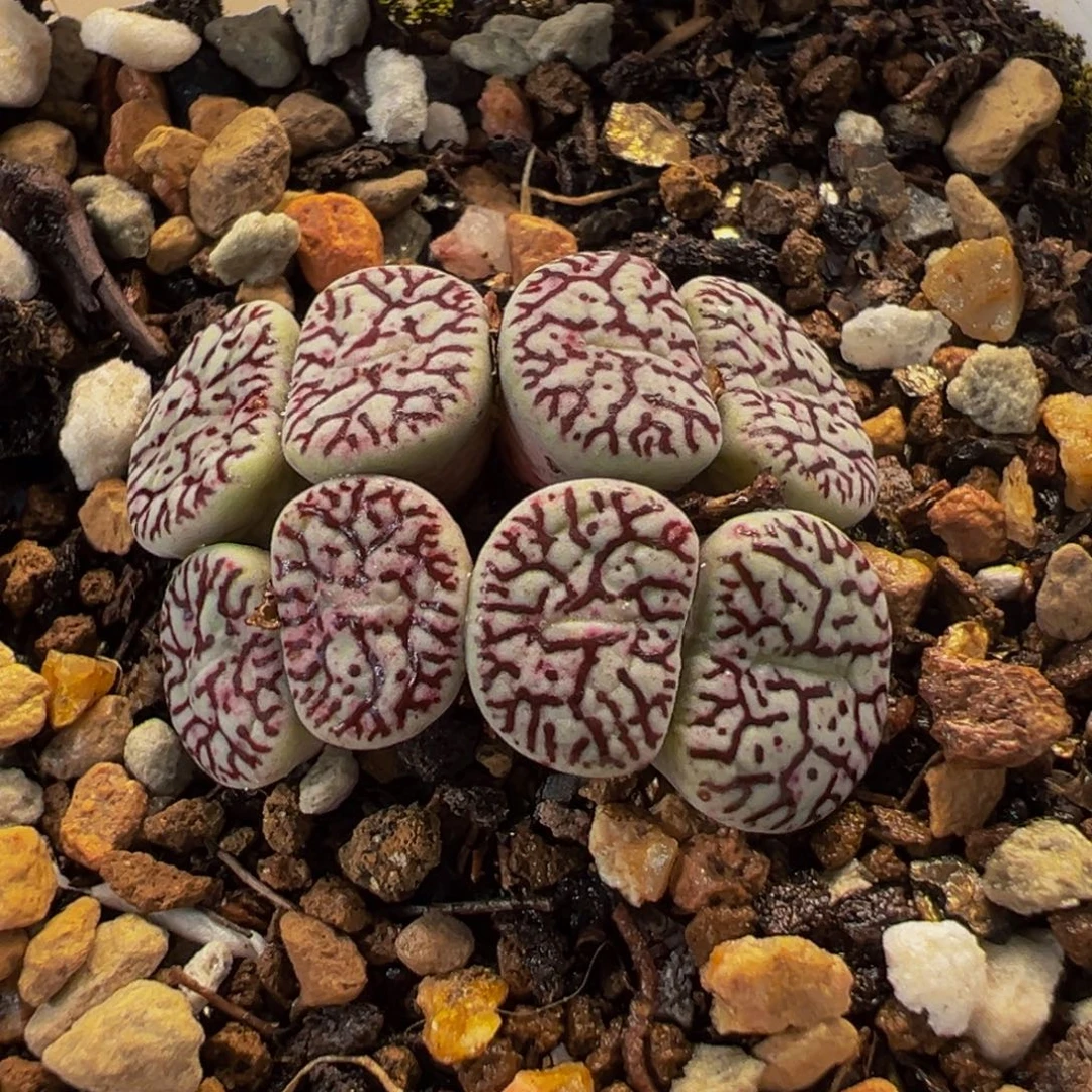 482多肉植物种类多样