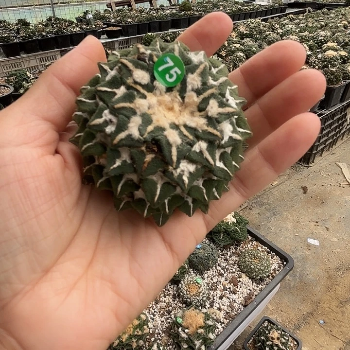 袖蒲苗接落地仙人球75