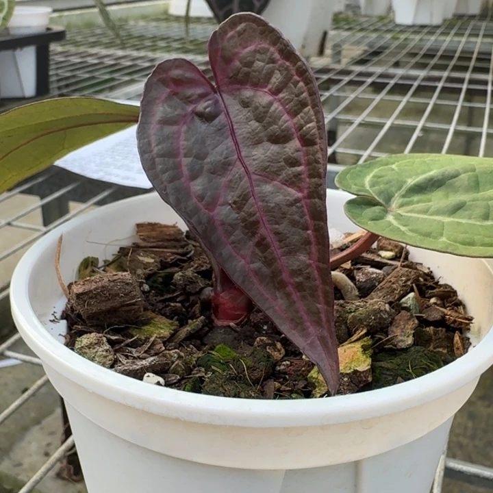 完全开放13号绝紫