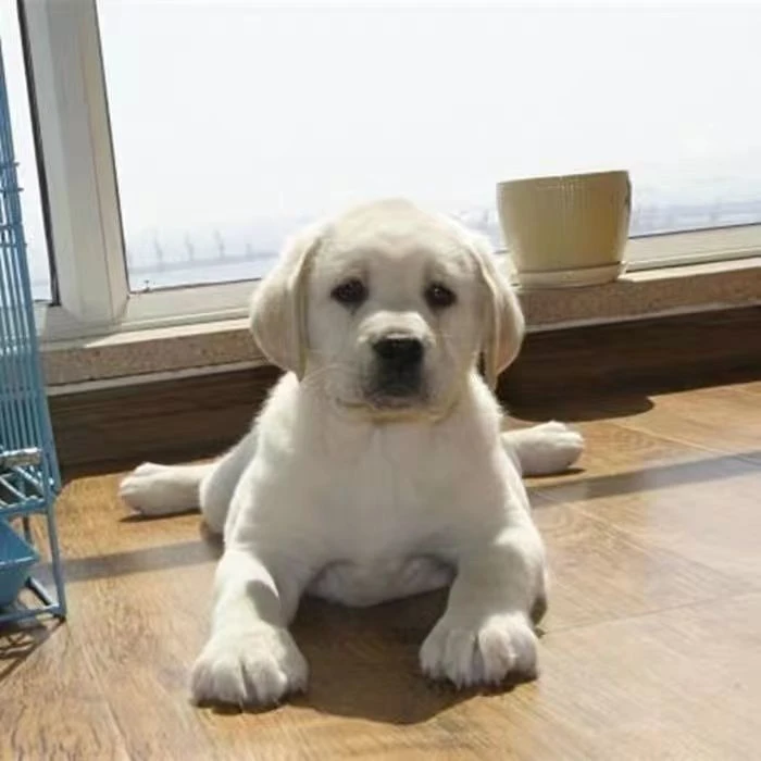 拉布拉多奶白色黑色大型拉布拉多聪明伴侣犬宠物狗狗活的宠物混血
