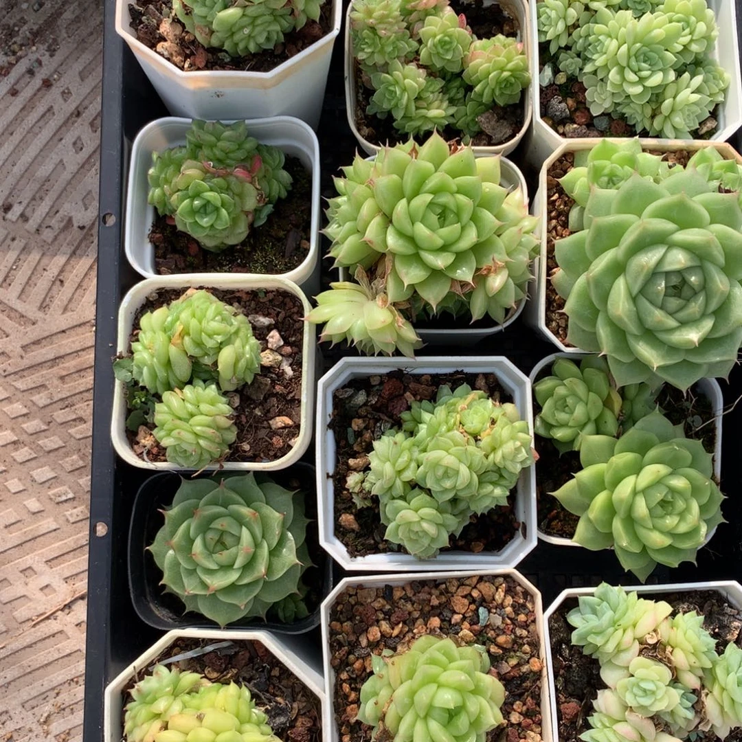 1004-101 套餐三颗