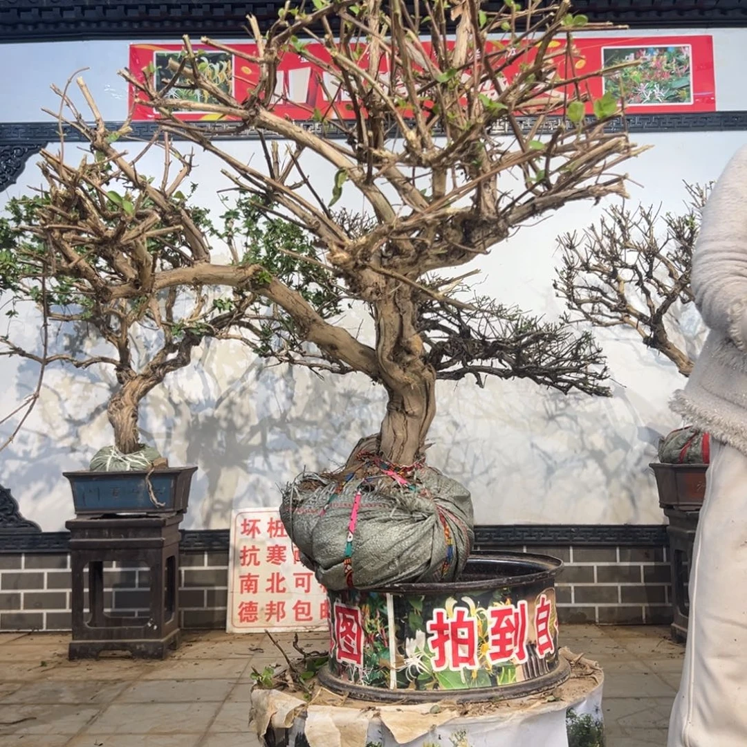 无花朵金银花8888