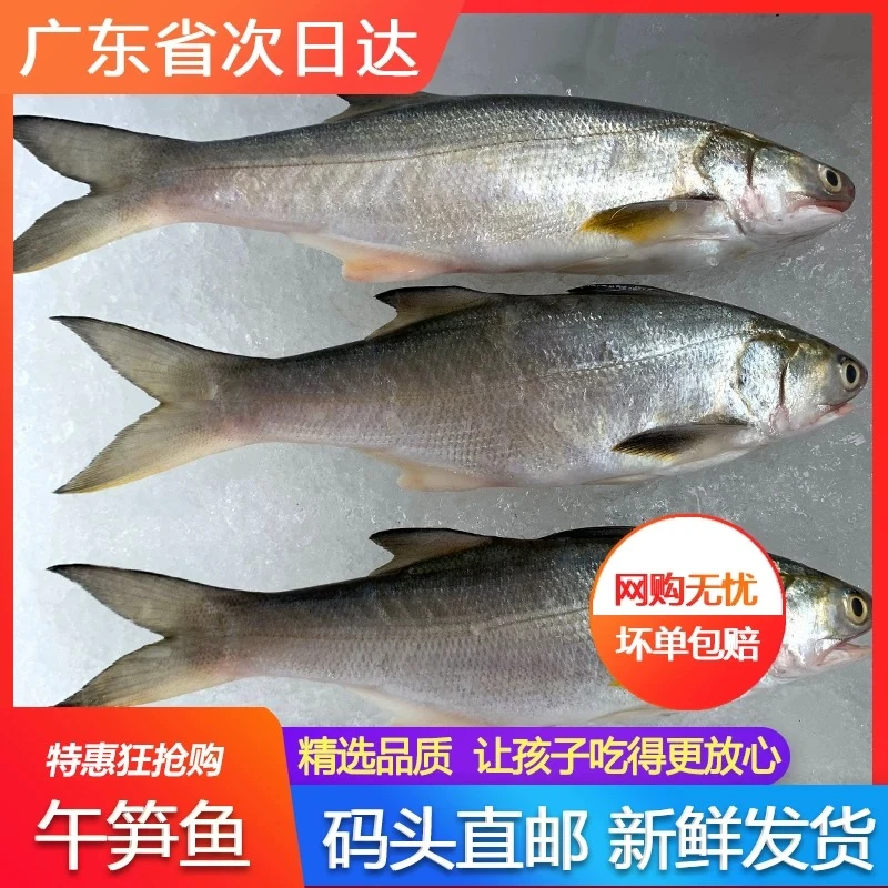 马友鱼午笋鱼阳江海产午鱼自家渔船捕捞海鲜（约0.5斤-1.5斤/条）炸鱼