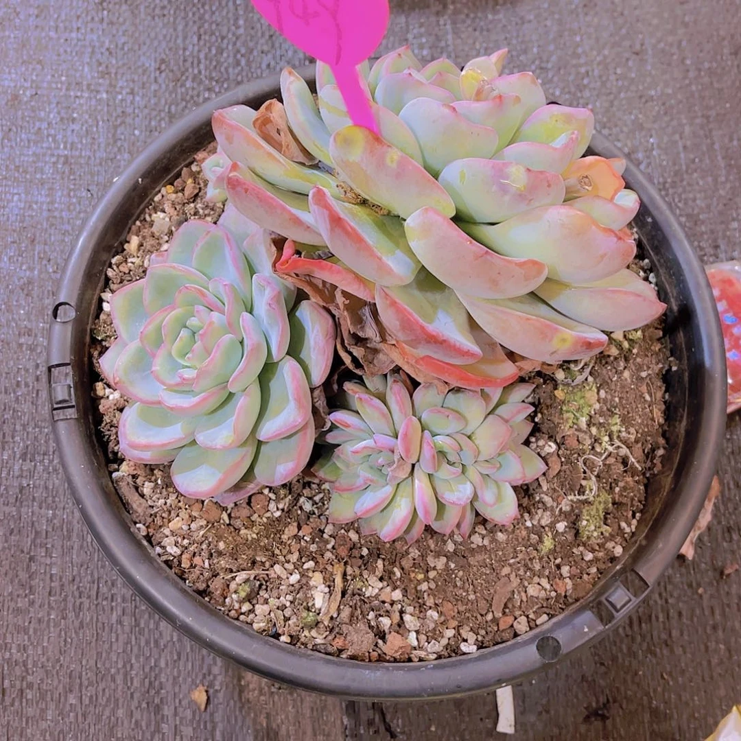 芙***子000000000000000949