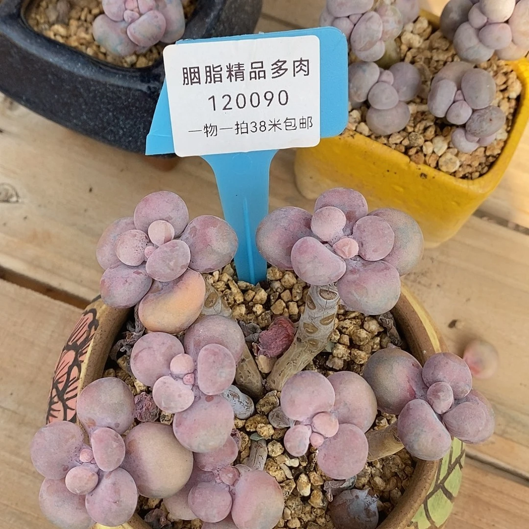 120090安居卡册哦我小雨