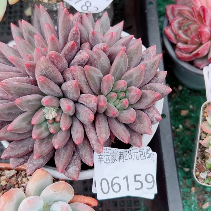 幸运的是我还没遇到过