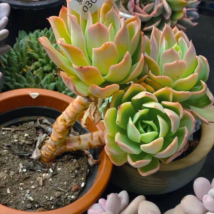 夏悦多肉 0303-96乔一